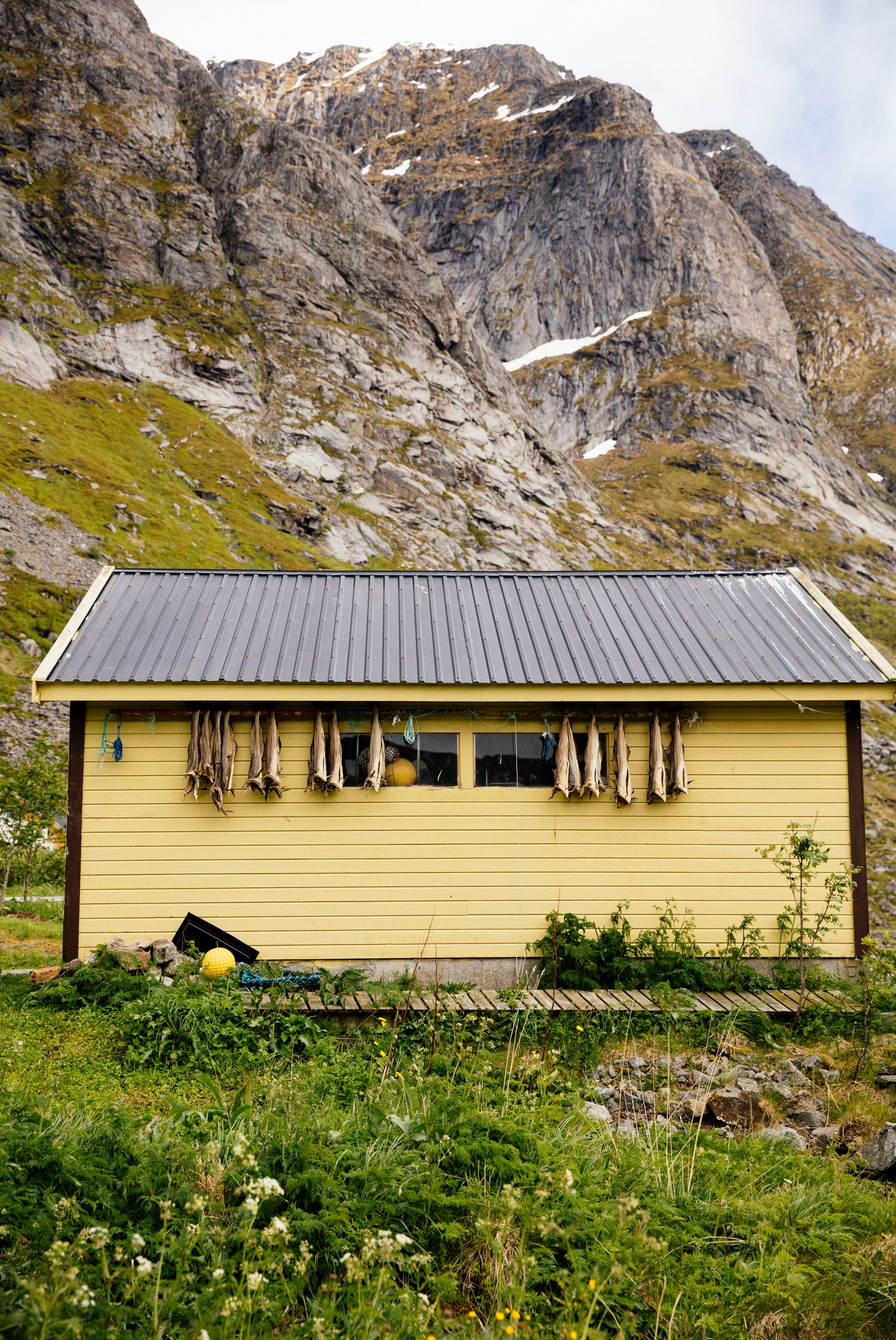 Stockfish hung to dry on a boat house in Lofoten, Norway.