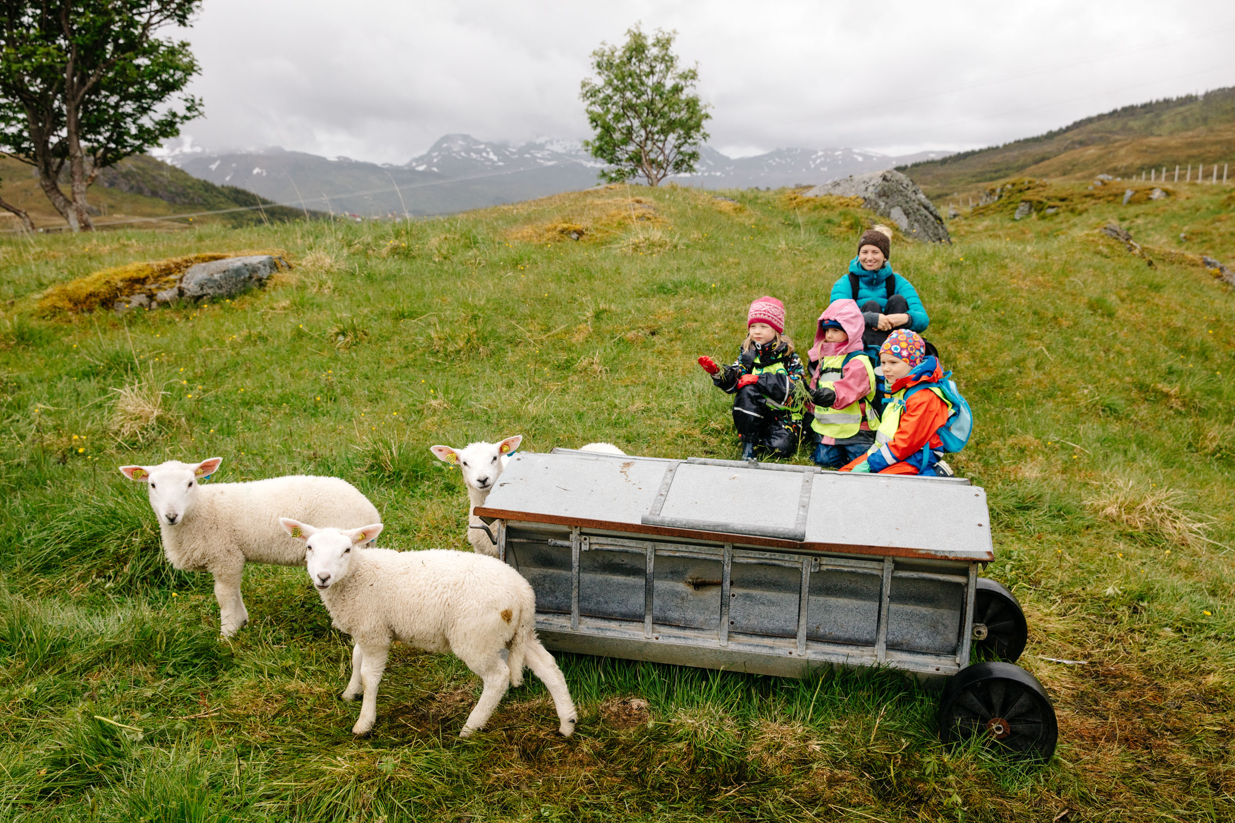 Hannah sits in a field with three of her preschool students and some lambs in the Lofoten Islands, Norway.